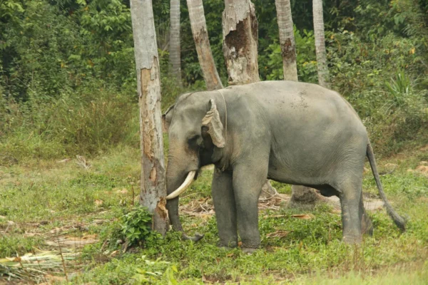 Gestation d’un éléphant : durée, processus et records biologiques