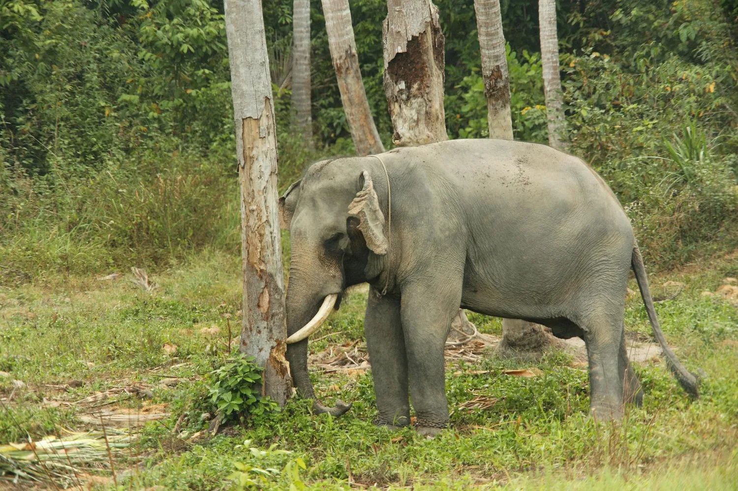 Gestation d’un éléphant : durée, processus et records biologiques